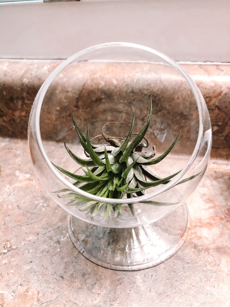 air plant in spherical glass container with base on countertop 