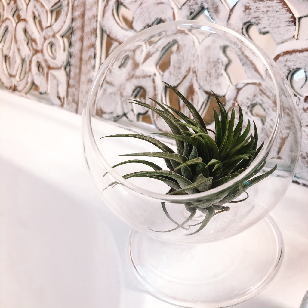 Dome-shaped glass planter with air plant inside