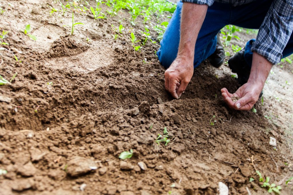 older man placing seeds in shallow trench outside