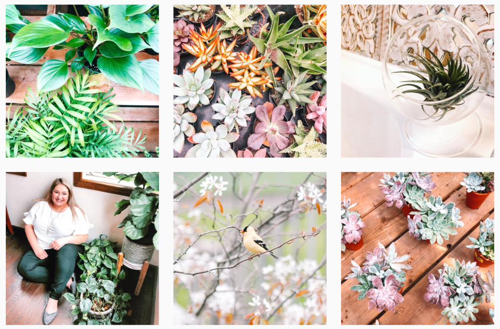 collage of plants, succulents, yellow bird and blonde female sitting with plants