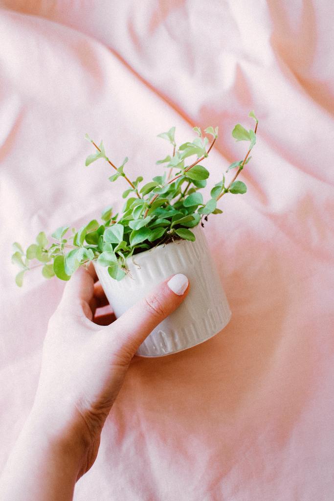 white hand holding a small plant in a white ceramic container with a light pink background